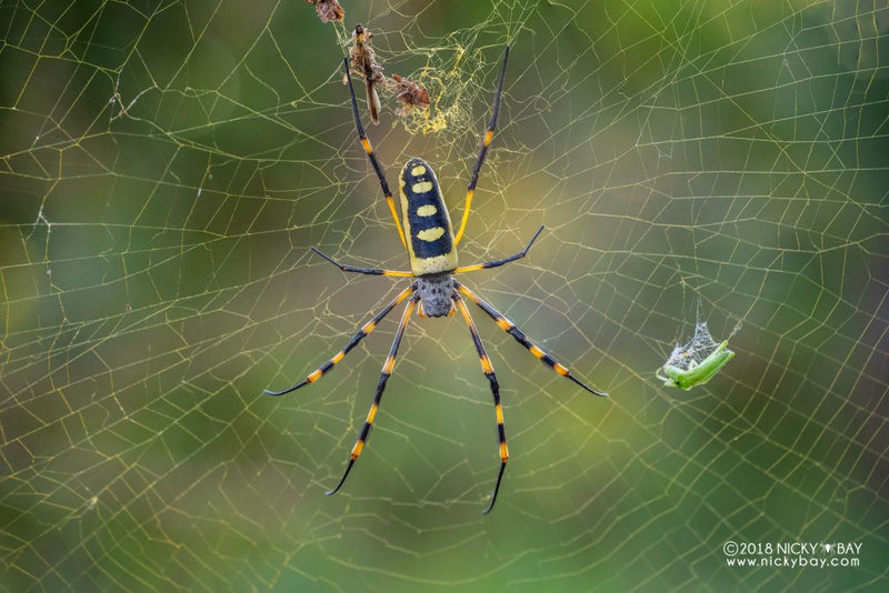 Laowa 100mm F/2.8 2x Ultra-Makro APO objektiv (Pentax)