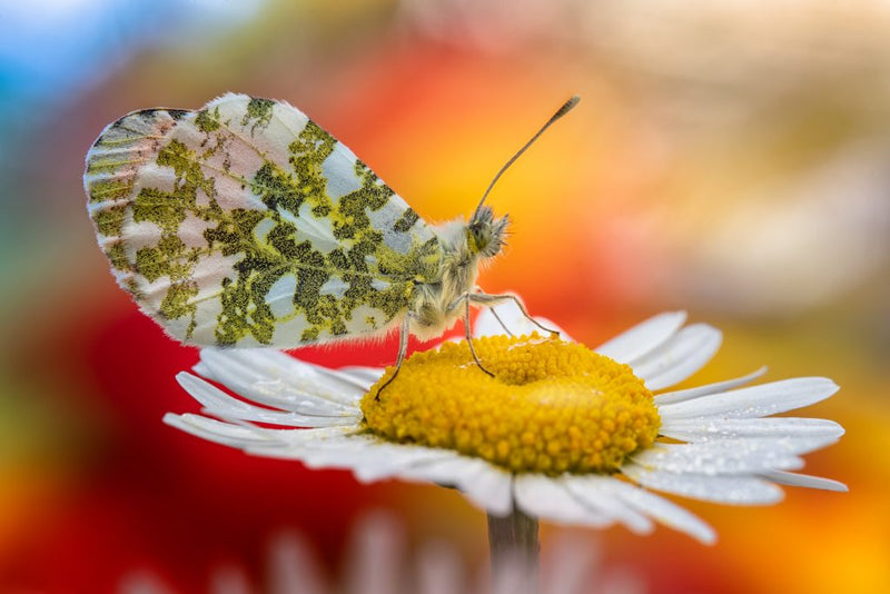 Laowa 100mm F/2.8 2x Ultra-Makro APO objektiv (Canon EF)