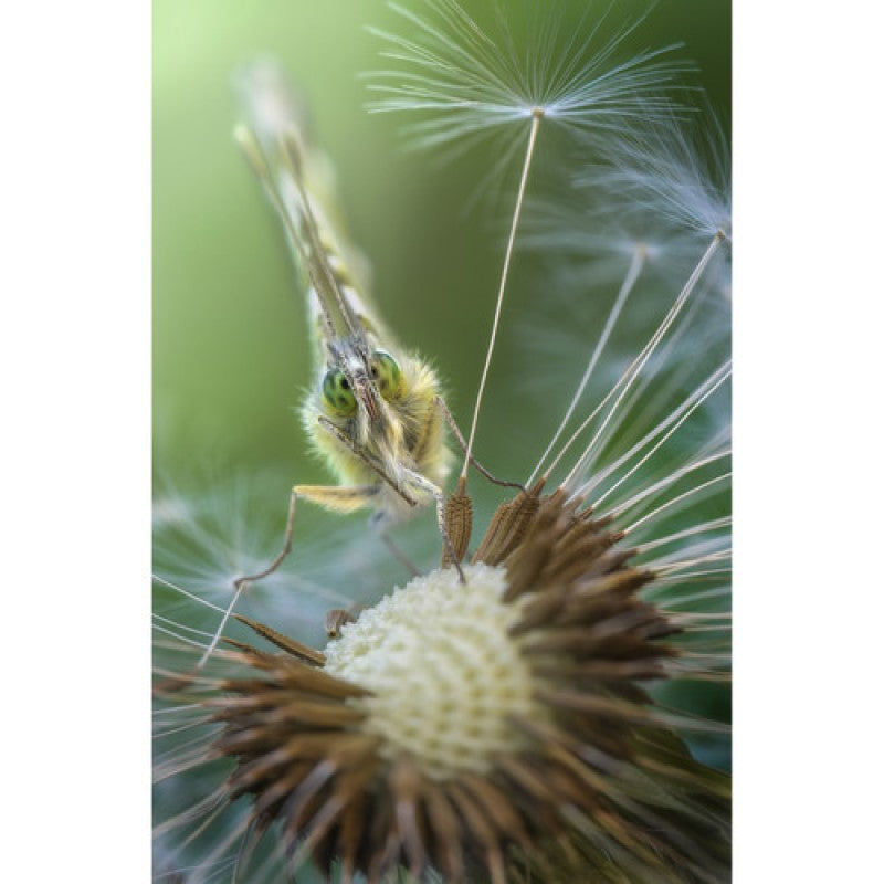 Laowa 100mm F/2.8 2x Ultra-Makro APO objektiv (Sony E)