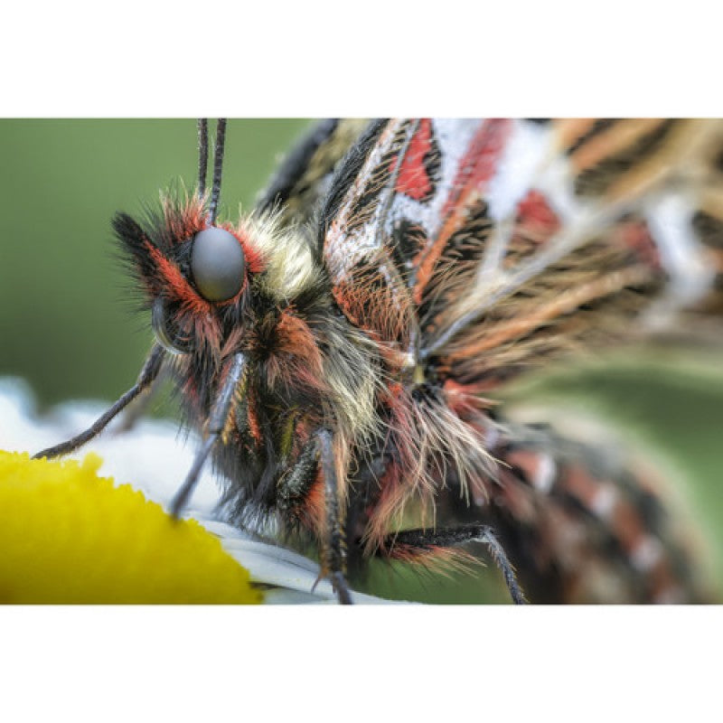 Laowa 100mm F/2.8 2x Ultra-Makro APO objektiv (Canon RF)