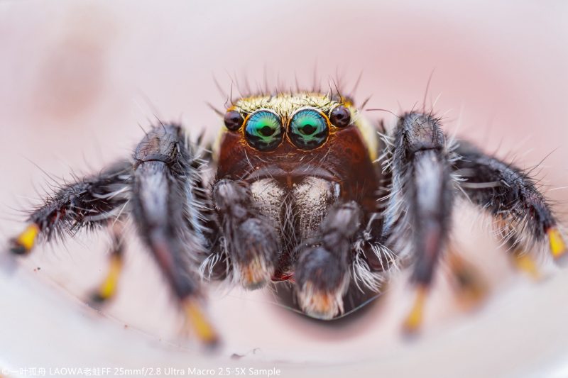 Laowa  25mm F/2.8 2,5-5x Ultra-Makro objektiv (Nikon Z)