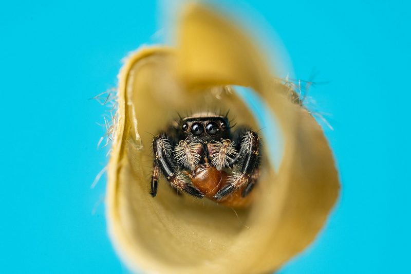 Laowa  58mm F/2.8 2x Ultra-Makro objektiv (L mount)