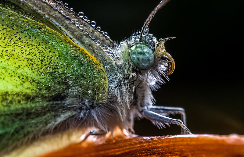 Laowa  65mm F/2.8 2x Ultra-Makro APO objektiv (Fuji X)