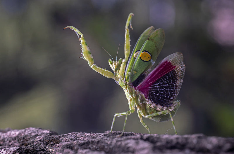 Laowa  65mm F/2.8 2x Ultra-Makro APO objektiv (Canon RF)