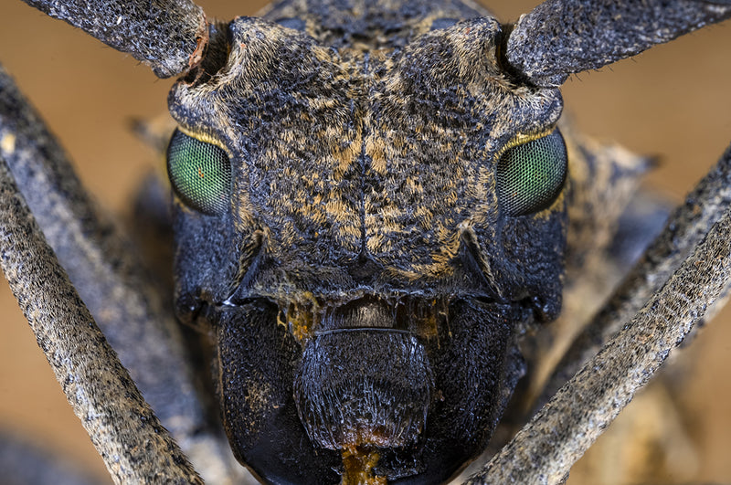 Laowa  65mm F/2.8 2x Ultra-Makro APO objektiv (Canon EOS-M)