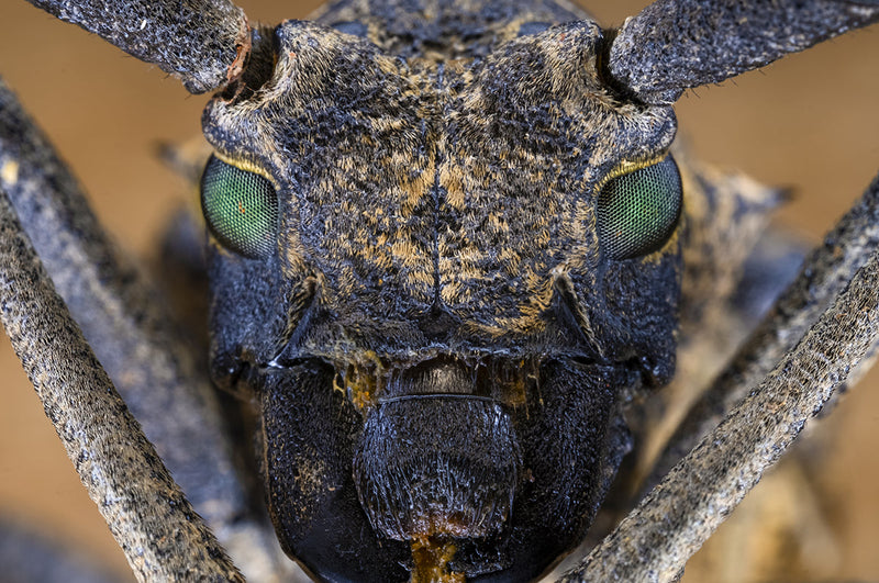 Laowa  65mm F/2.8 2x Ultra-Makro APO objektiv (Canon RF)