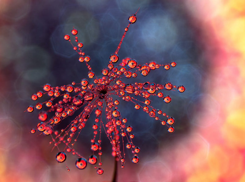 Laowa  85mm F/5.6 2x Ultra Makro APO objektiv (Sony E)