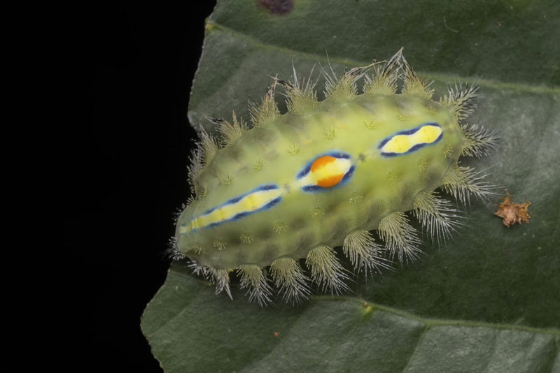 Laowa  85mm F/5.6 2x Ultra Makro APO objektiv (Sony E)