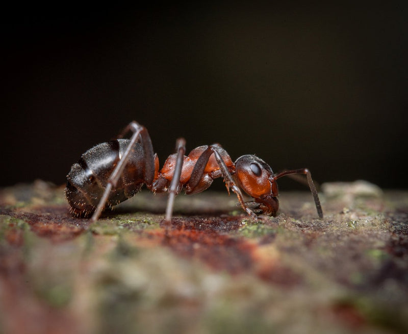 Laowa  90mm F/2.8 2x Ultra-Makro APO objektiv (Canon RF)