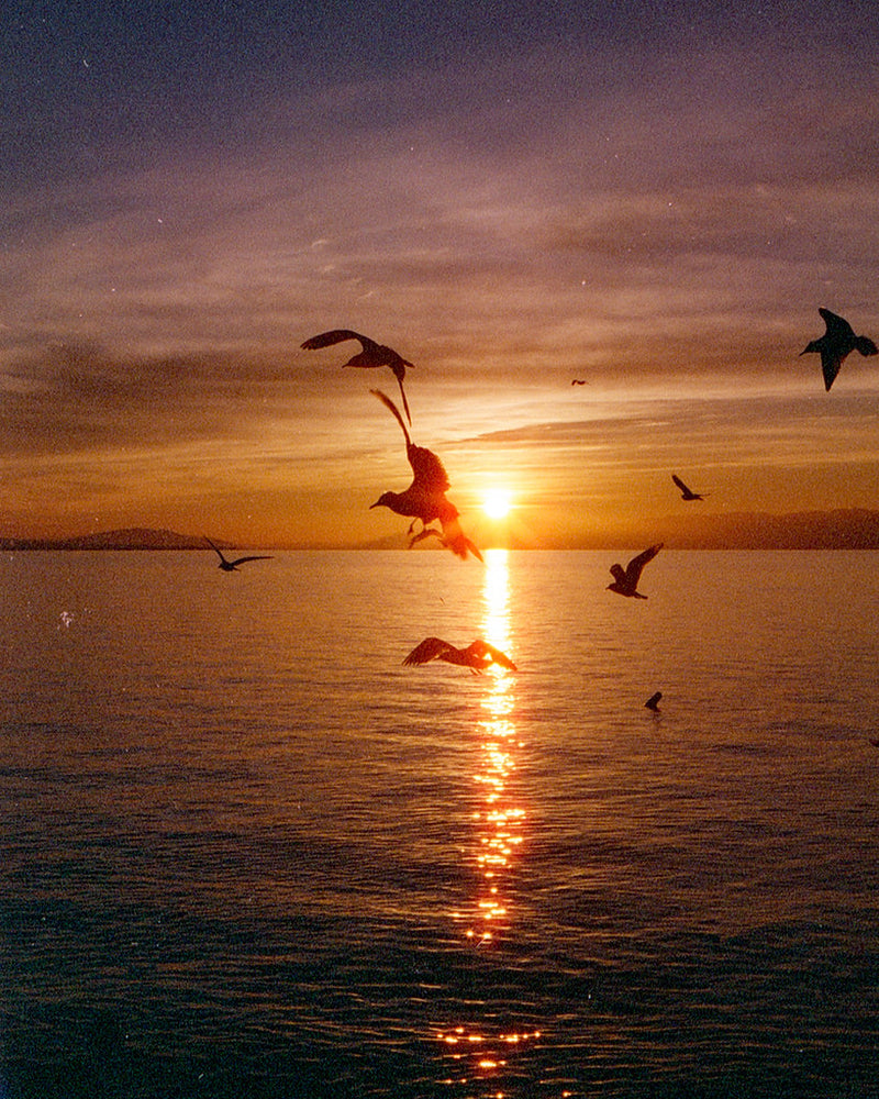 Candido 800 Colour film 135 / 36 Exp