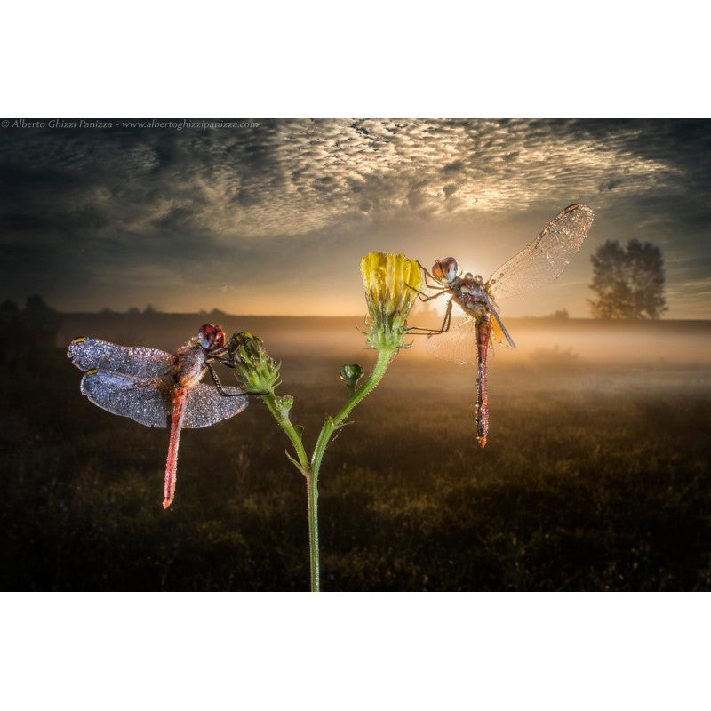 Laowa  15mm F4 Wide Angle Macro (L mount)