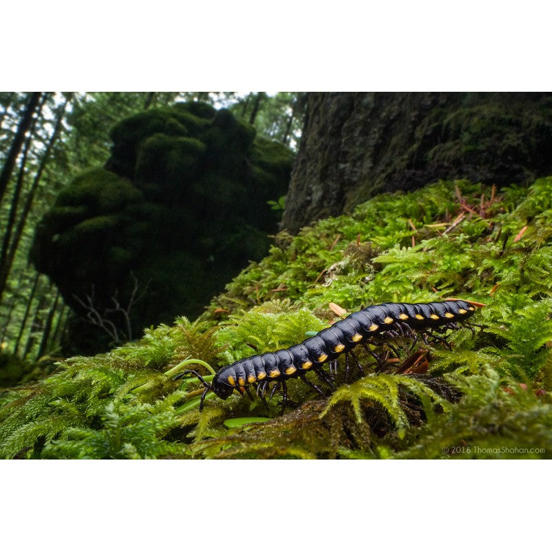 Laowa  15mm F4 Wide Angle Macro (Nikon Z)