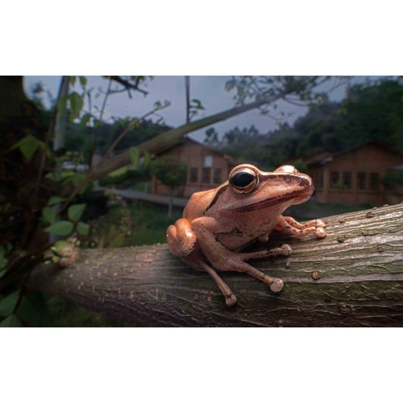 Laowa  15mm F4 Wide Angle Macro (Pentax)