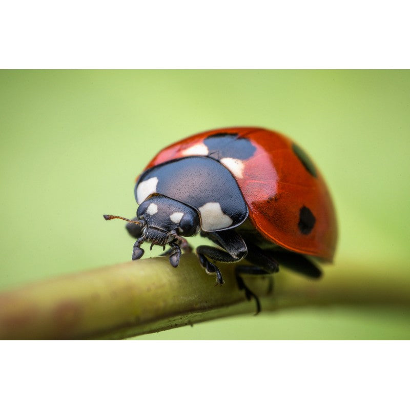 Laowa  60mm F/2.8 2x Ultra-Makro objektiv (Pentax)