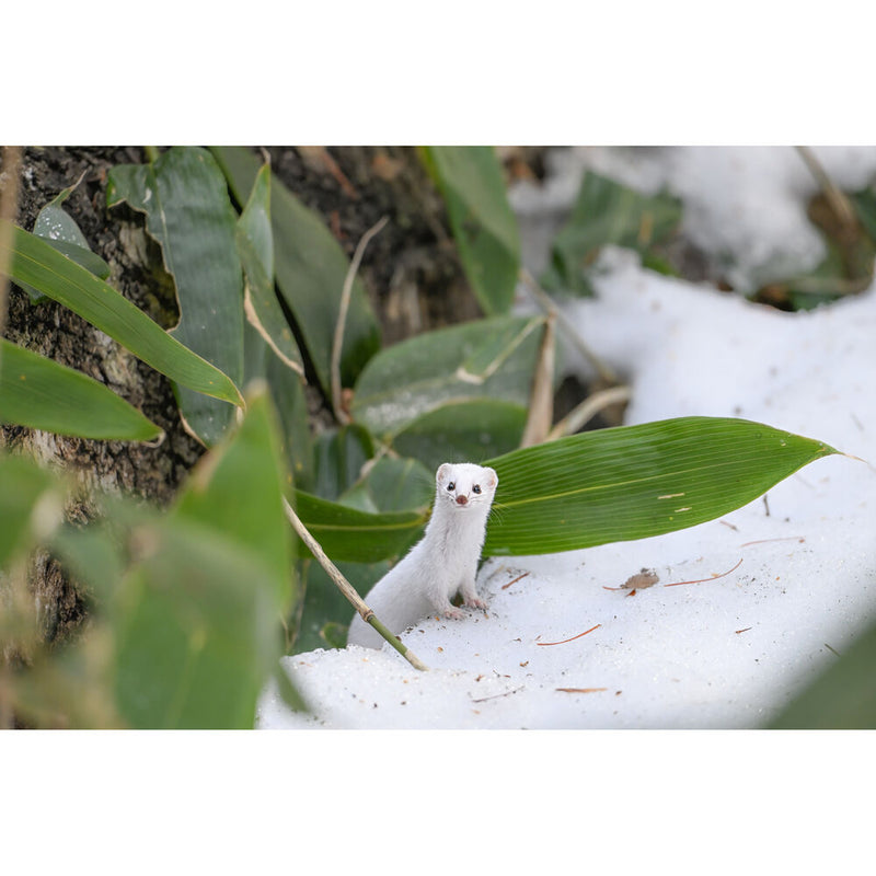 Nikon Objektiv Z  180-600mm f/5.6-6.3 VR