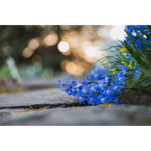 Nikon Objektiv Z   50mm f/2.8 MC Makro