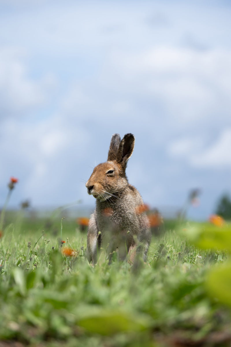 TAMRON  50-400mm f/4.5-6.3 Di III VC VXD Nikon Z (67mm)