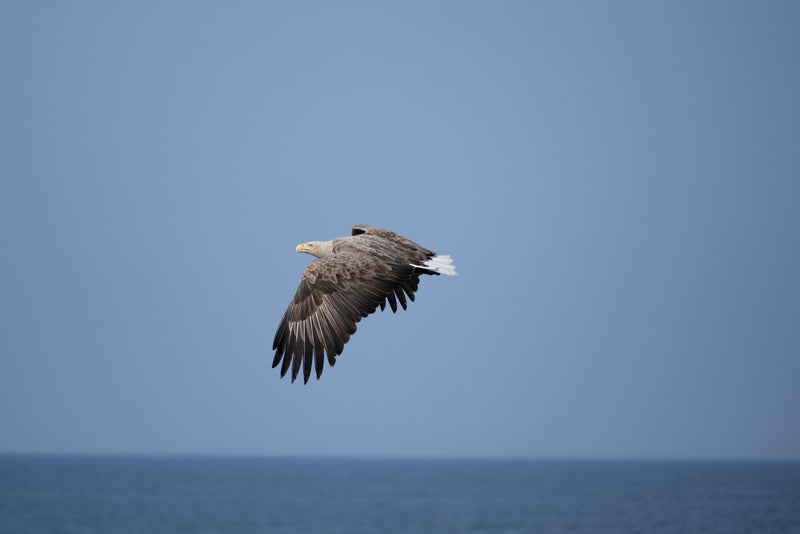 TAMRON  50-400mm f/4.5-6.3 Di III VC VXD Nikon Z (67mm)