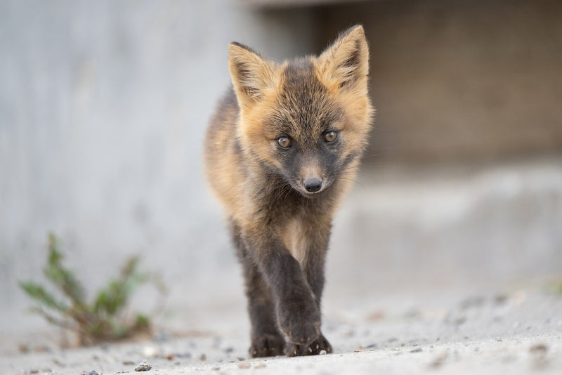 TAMRON  50-400mm f/4.5-6.3 Di III VC VXD Nikon Z (67mm)