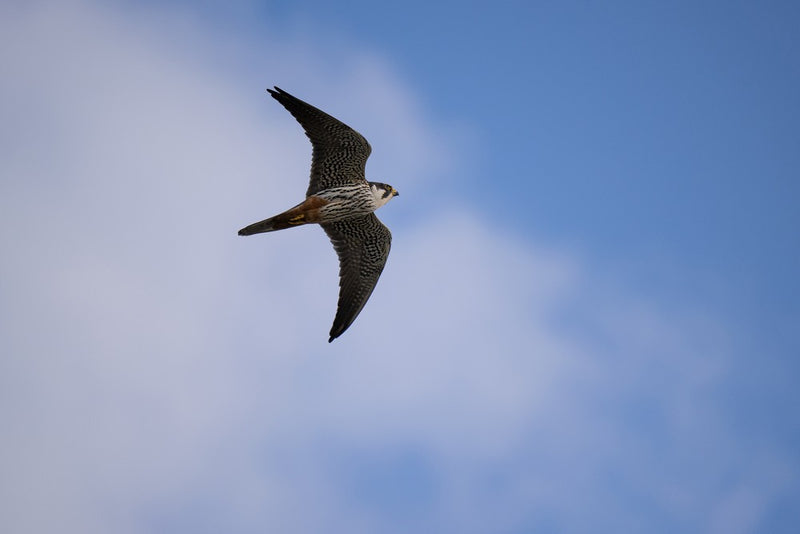 TAMRON  50-400mm f/4.5-6.3 Di III VC VXD Nikon Z (67mm)