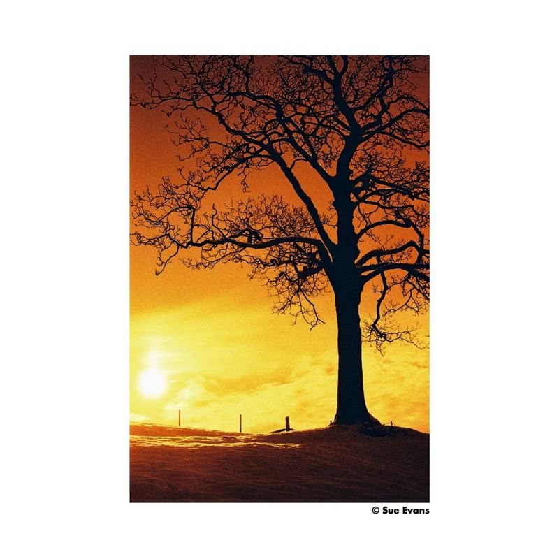 Harman RED 125 135/36 Color film