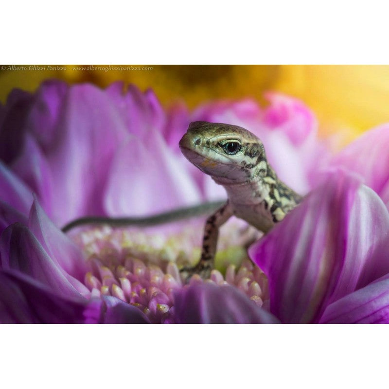 Laowa  60mm F/2.8 2x Ultra-Makro objektiv (Sony E)