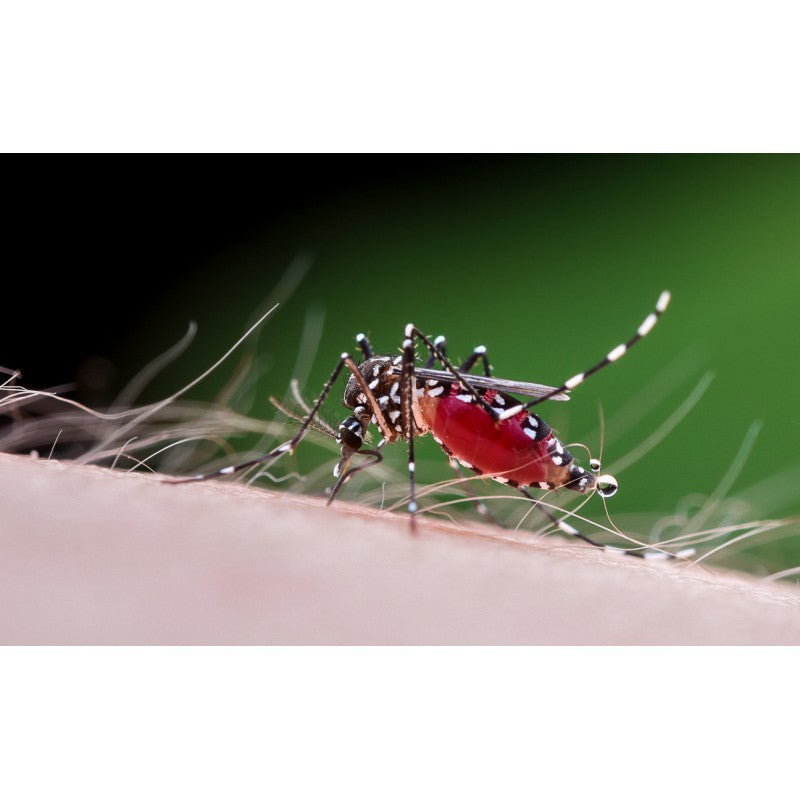 Laowa  60mm F/2.8 2x Ultra-Makro objektiv (Sony E)