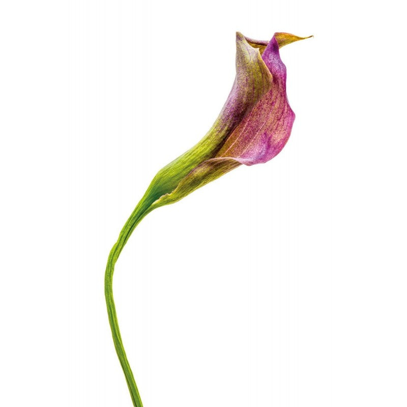 Kaiser 2454 SLIMLITE PLANO - LED ploha za pregledavanje filmova 32x22,8cm