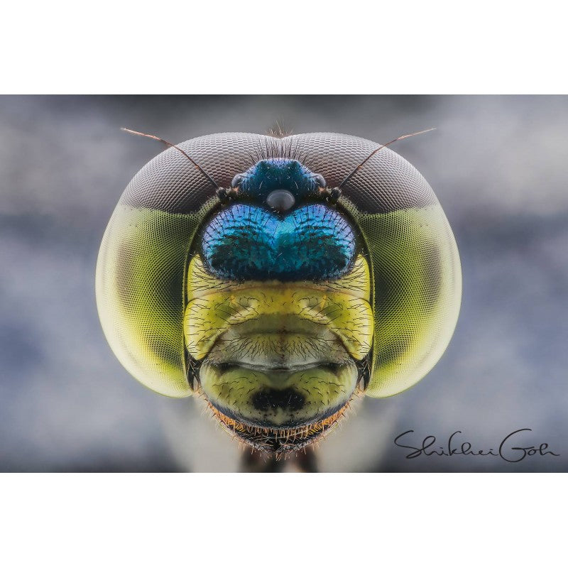 Laowa  25mm F/2.8 2,5-5x Ultra-Makro objektiv (Nikon Z)