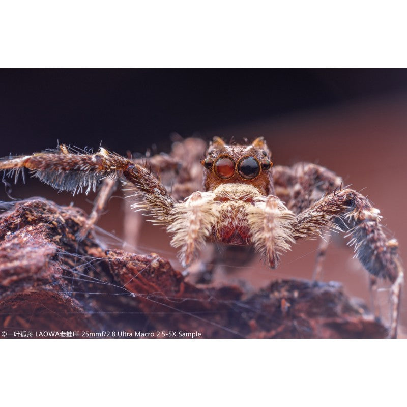 Laowa  25mm F/2.8 2,5-5x Ultra-Makro objektiv (Nikon Z)