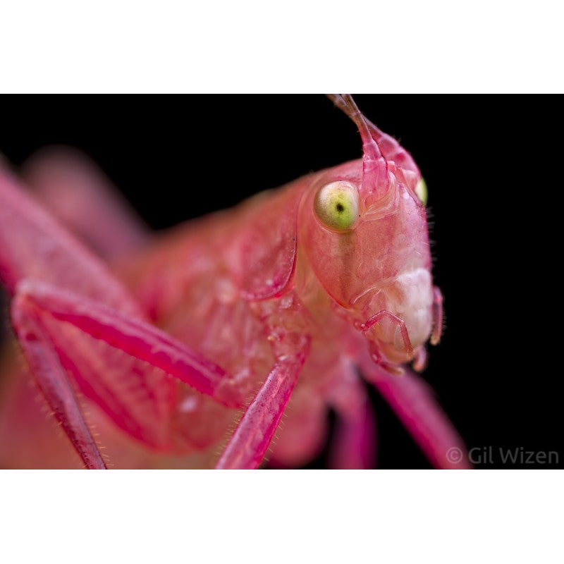 Laowa  25mm F/2.8 2,5-5x Ultra-Makro objektiv (Nikon Z)