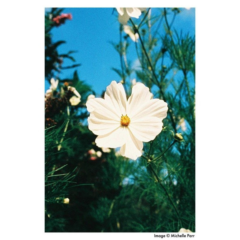 Harman PHOENIX 200 135 36EXP FILM